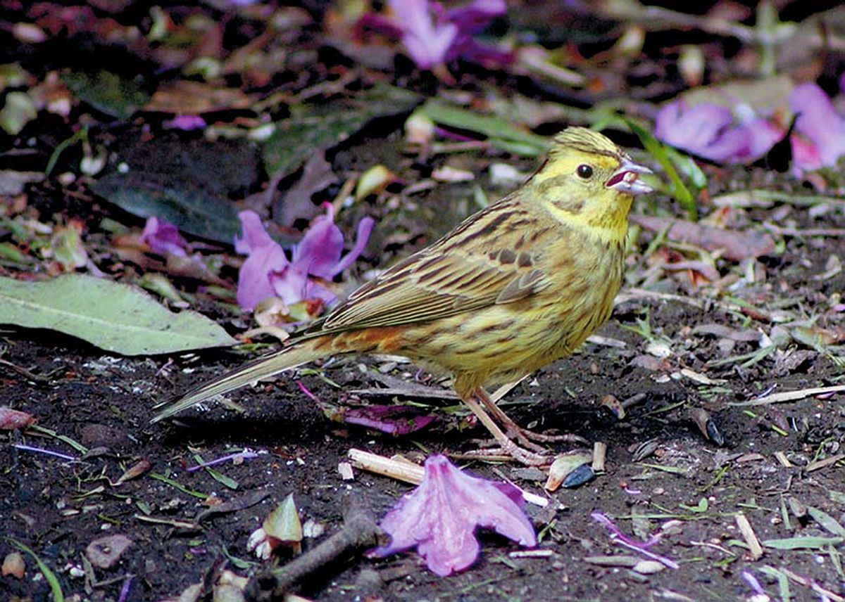 YELLOWHAMMER (Emberiza citrinella) songbird factfile